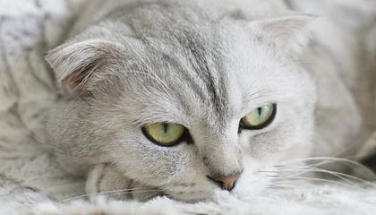 788kai彩票开奖结果-前瞻：申花欲终结16场不胜尴尬 上港对决澳超霸主