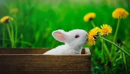 北京pk10计划-广东宏远从追到9分到崩盘20分：那一波换人，把胜利换给了辽宁